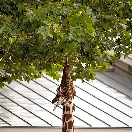 Hotel Quentin Zoo